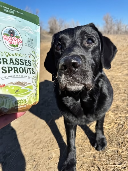 A close-up, point-of-view perspective featuring a dog facing a bag of pet supplement product outdoors.